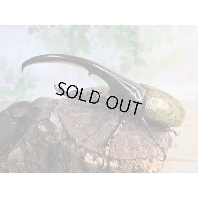 画像1: ☆某有名血統☆新成虫!D.H.ヘラクレス♂137ミリ♀67ミリペア販売!!