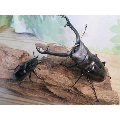 画像5: ☆大型新成虫☆ギラファノコギリクワガタ（亜種ニシカワイ）♂97ミリ♀50ミリペア販売！！