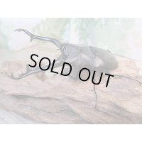 ☆新成虫☆ギラファノコギリクワガタ（亜種ケイスケ）♂104ミリ♀48ミリペア販売！！