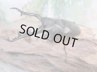 ☆新成虫☆ギラファノコギリクワガタ（亜種ケイスケ）♂104ミリ♀48ミリペア販売！！