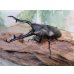 画像1: ☆新成虫☆ギラファノコギリクワガタ（亜種ケイスケ）♂104ミリ♀48ミリペア販売！！ (1)
