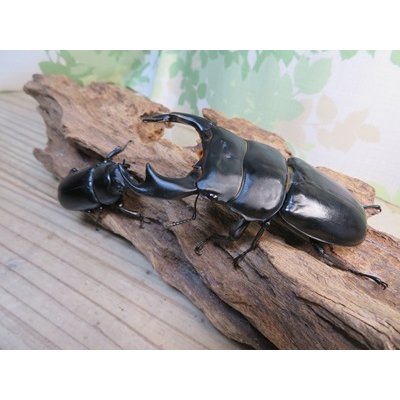 画像5: ☆即ブリ☆アンタエウスオオクワガタ(インドアンテ）♂84ミリ♀48ミリペア販売！！