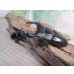画像5: ☆即ブリ☆アンタエウスオオクワガタ(インドアンテ）♂84ミリ♀48ミリペア販売！！ (5)