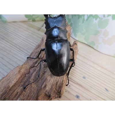 画像3: ☆新成虫☆ギラファノコギリクワガタ（亜種ケイスケ）♂104ミリ♀48ミリペア販売！！