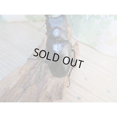 画像3: ☆新成虫☆ギラファノコギリクワガタ(亜種ケイスケ)♂104ミリ♀48ミリペア販売!!