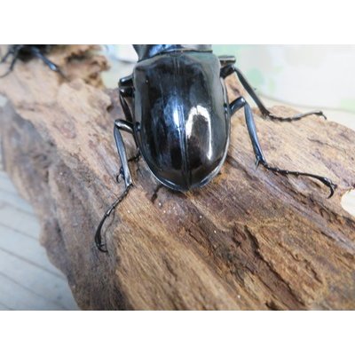 画像3: ☆新成虫☆ギラファノコギリクワガタ（亜種ダイスケ）♂93ミリ♀51ミリペア販売！！