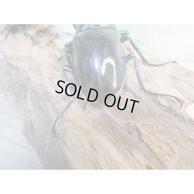 画像3: ☆新成虫☆ギラファノコギリクワガタ（亜種ダイスケ）♂93ミリ♀51ミリペア販売！！