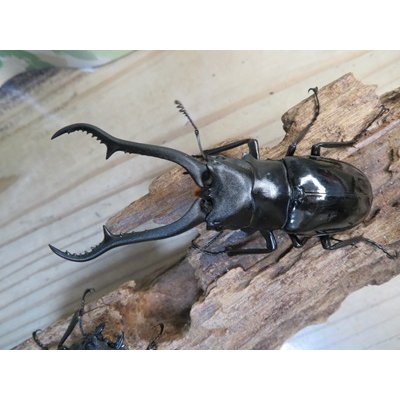画像2: ☆新成虫☆ギラファノコギリクワガタ（亜種ダイスケ）♂93ミリ♀51ミリペア販売！！