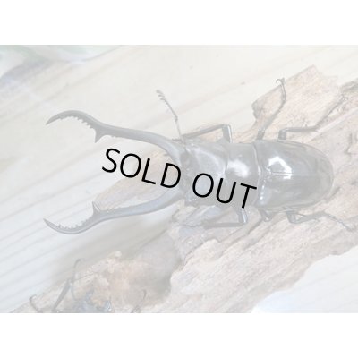 画像2: ☆新成虫☆ギラファノコギリクワガタ（亜種ダイスケ）♂93ミリ♀51ミリペア販売！！