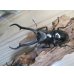 画像2: ☆新成虫☆ギラファノコギリクワガタ（亜種ダイスケ）♂93ミリ♀51ミリペア販売！！ (2)