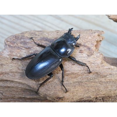 画像4: 新成虫☆ホワイトアイ☆アンタエウスオオクワガタ♂68ミリ♀40ミリペア販売！！