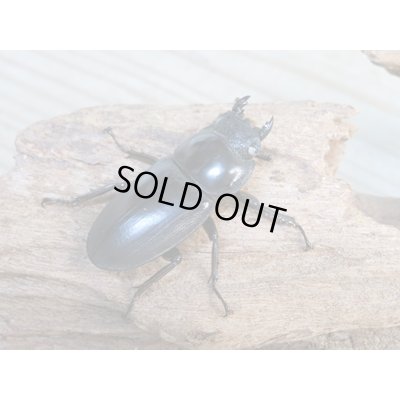 画像4: 新成虫☆ホワイトアイ☆アンタエウスオオクワガタ♂68ミリ♀40ミリペア販売！！