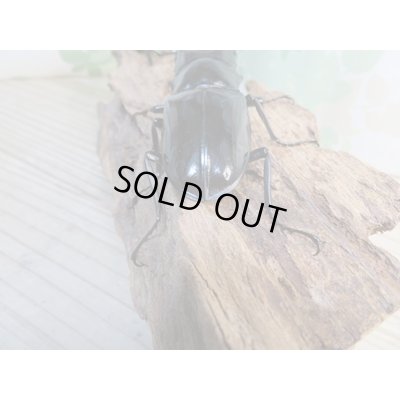 画像3: ☆新成虫☆ギラファノコギリクワガタ(亜種ダイスケ)♂104ミリ♀53ミリペア販売!!