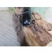 画像3: ☆新成虫☆ギラファノコギリクワガタ（亜種ダイスケ）♂104ミリ♀53ミリペア販売！！ (3)
