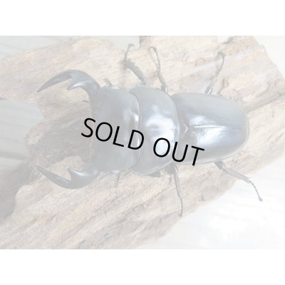 画像2: 新成虫☆ホワイトアイ☆アンタエウスオオクワガタ♂68ミリ♀40ミリペア販売！！