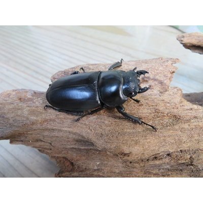 画像4: ☆即ブリ☆アンタエウスオオクワガタ(インドアンテ）♂84ミリ♀48ミリペア販売！！