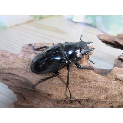 画像4: ☆新成虫☆ギラファノコギリクワガタ（亜種ダイスケ）♂93ミリ♀51ミリペア販売！！