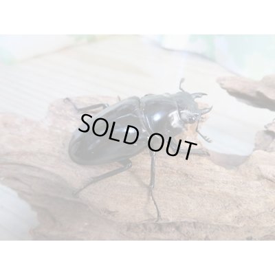 画像4: ☆新成虫☆ギラファノコギリクワガタ（亜種ダイスケ）♂93ミリ♀51ミリペア販売！！