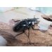 画像4: ☆新成虫☆ギラファノコギリクワガタ（亜種ダイスケ）♂93ミリ♀51ミリペア販売！！ (4)