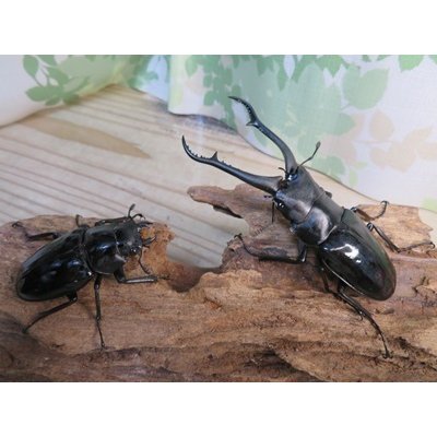 画像5: ☆新成虫☆ギラファノコギリクワガタ（亜種ダイスケ）♂93ミリ♀51ミリペア販売！！