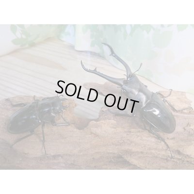 画像5: ☆新成虫☆ギラファノコギリクワガタ（亜種ダイスケ）♂93ミリ♀51ミリペア販売！！