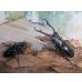 画像5: ☆新成虫☆ギラファノコギリクワガタ（亜種ダイスケ）♂93ミリ♀51ミリペア販売！！ (5)