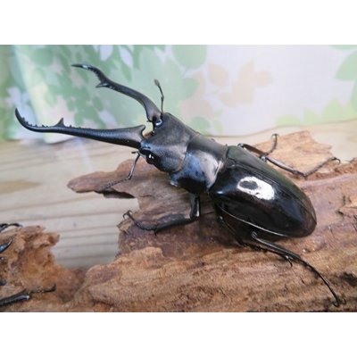 画像1: ☆新成虫☆ギラファノコギリクワガタ（亜種ダイスケ）♂93ミリ♀51ミリペア販売！！