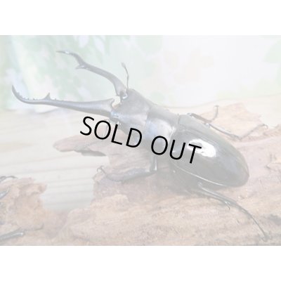 画像1: ☆新成虫☆ギラファノコギリクワガタ（亜種ダイスケ）♂93ミリ♀51ミリペア販売！！