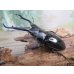 画像1: ☆新成虫☆ギラファノコギリクワガタ（亜種ダイスケ）♂93ミリ♀51ミリペア販売！！ (1)