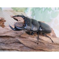 ☆即ブリ☆アンタエウスオオクワガタ(インドアンテ）♂84ミリ♀48ミリペア販売！！