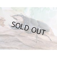 ☆即ブリ☆アンタエウスオオクワガタ(インドアンテ）♂84ミリ♀48ミリペア販売！！