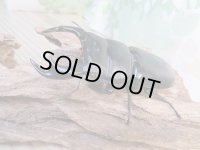 ☆即ブリ☆アンタエウスオオクワガタ(インドアンテ）♂84ミリ♀48ミリペア販売！！