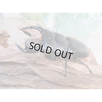 画像1: ☆即ブリ☆アンタエウスオオクワガタ(インドアンテ)♂84ミリ♀48ミリペア販売!!