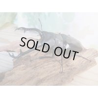 ☆大型新成虫☆ギラファノコギリクワガタ（亜種ニシカワイ）♂97ミリ♀50ミリペア販売！！