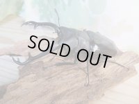 ☆大型新成虫☆ギラファノコギリクワガタ（亜種ニシカワイ）♂97ミリ♀50ミリペア販売！！