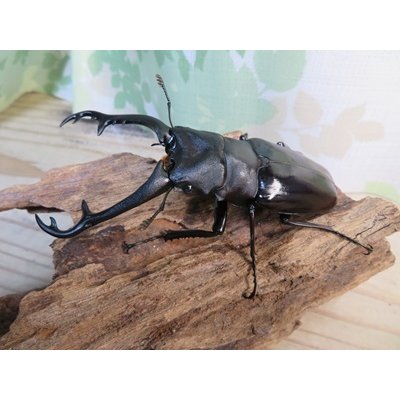画像1: ☆大型新成虫☆ギラファノコギリクワガタ（亜種ニシカワイ）♂97ミリ♀50ミリペア販売！！