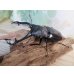 画像1: ☆大型新成虫☆ギラファノコギリクワガタ（亜種ニシカワイ）♂97ミリ♀50ミリペア販売！！ (1)