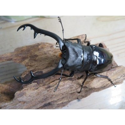 画像2: ☆大型新成虫☆ギラファノコギリクワガタ（亜種ニシカワイ）♂97ミリ♀50ミリペア販売！！