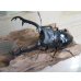 画像2: ☆大型新成虫☆ギラファノコギリクワガタ（亜種ニシカワイ）♂97ミリ♀50ミリペア販売！！ (2)