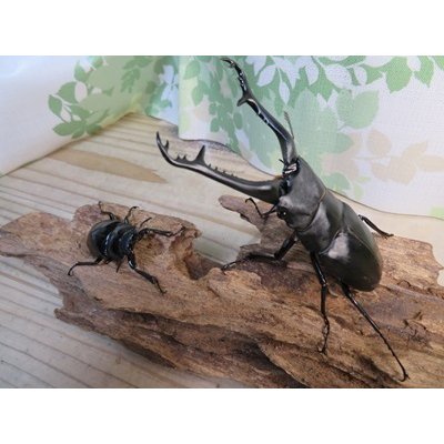 画像5: ☆新成虫☆ギラファノコギリクワガタ（亜種ケイスケ）♂104ミリ♀48ミリペア販売！！