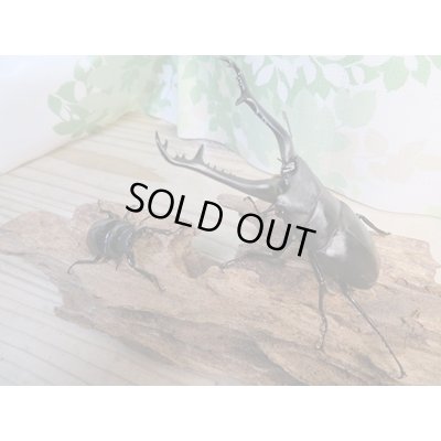 画像5: ☆新成虫☆ギラファノコギリクワガタ(亜種ケイスケ)♂104ミリ♀48ミリペア販売!!