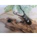 画像5: ☆新成虫☆ギラファノコギリクワガタ（亜種ケイスケ）♂104ミリ♀48ミリペア販売！！ (5)