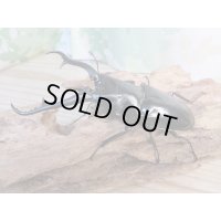 ☆新成虫☆ギラファノコギリクワガタ（亜種ダイスケ）♂104ミリ♀53ミリペア販売！！