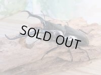 ☆新成虫☆ギラファノコギリクワガタ（亜種ダイスケ）♂104ミリ♀53ミリペア販売！！