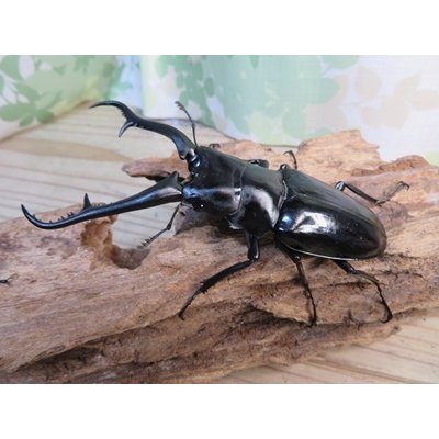 画像1: ☆新成虫☆ギラファノコギリクワガタ（亜種ダイスケ）♂104ミリ♀53ミリペア販売！！