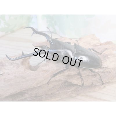 画像1: ☆新成虫☆ギラファノコギリクワガタ(亜種ダイスケ)♂104ミリ♀53ミリペア販売!!