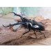 画像1: ☆新成虫☆ギラファノコギリクワガタ（亜種ダイスケ）♂104ミリ♀53ミリペア販売！！ (1)