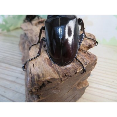 画像3: ☆大型新成虫☆ギラファノコギリクワガタ（亜種ニシカワイ）♂97ミリ♀50ミリペア販売！！