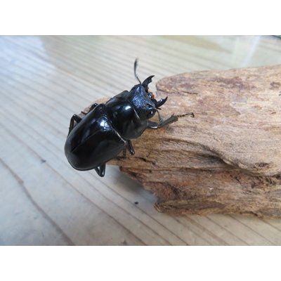 画像4: ☆新成虫☆ギラファノコギリクワガタ（亜種ケイスケ）♂104ミリ♀48ミリペア販売！！