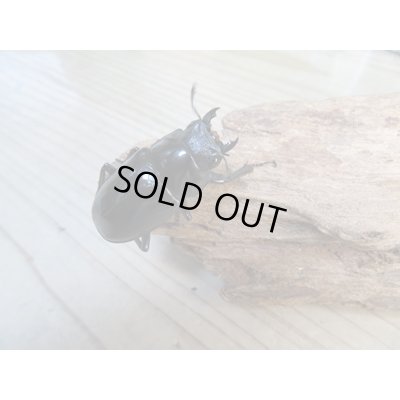 画像4: ☆新成虫☆ギラファノコギリクワガタ(亜種ケイスケ)♂104ミリ♀48ミリペア販売!!